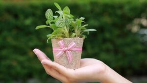 Indoor Plants gift